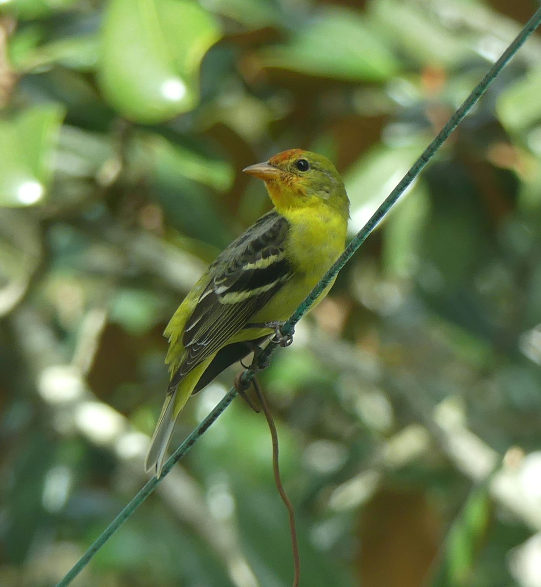 Western Tanager - ML614452847