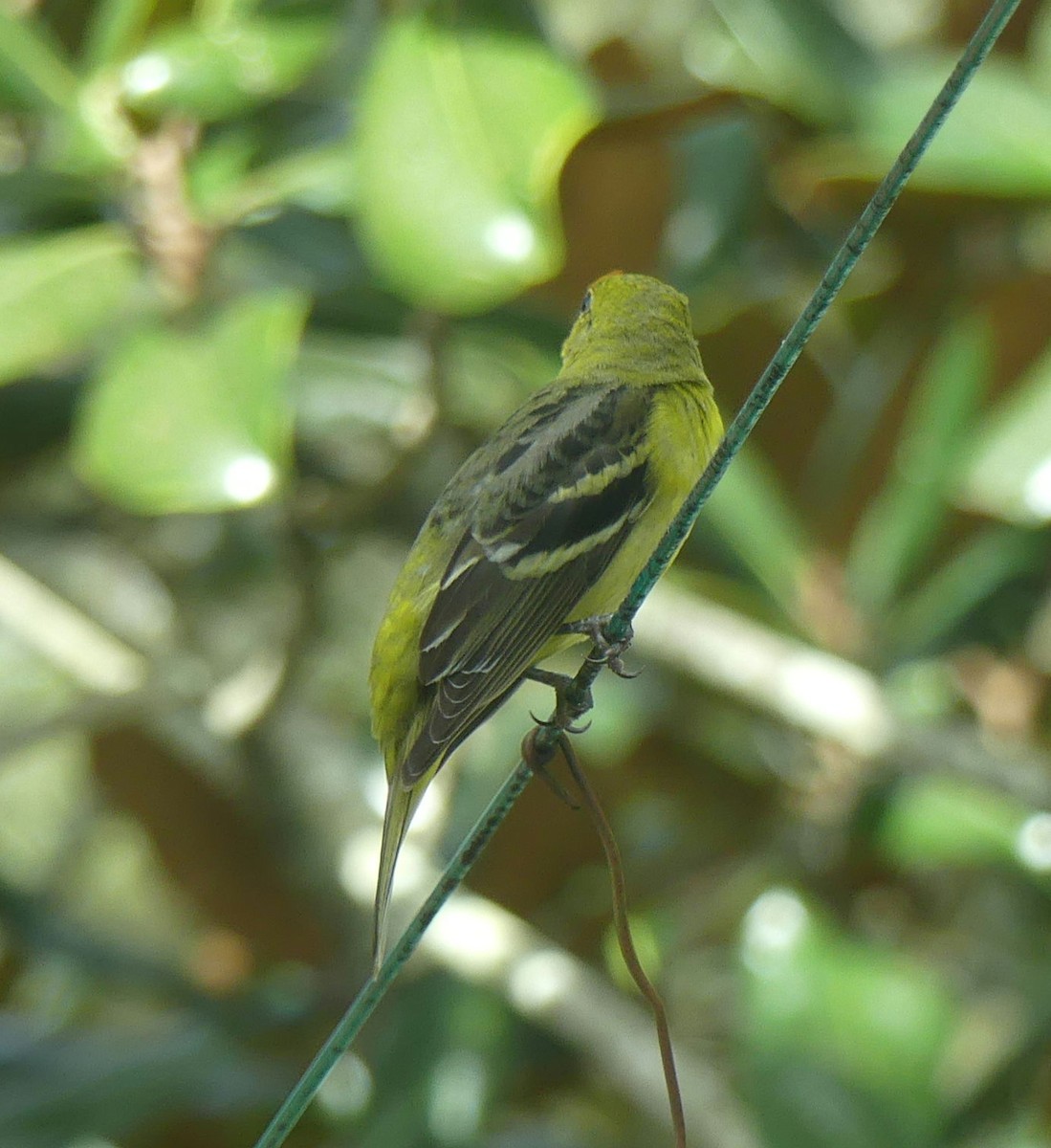 Western Tanager - ML614452876