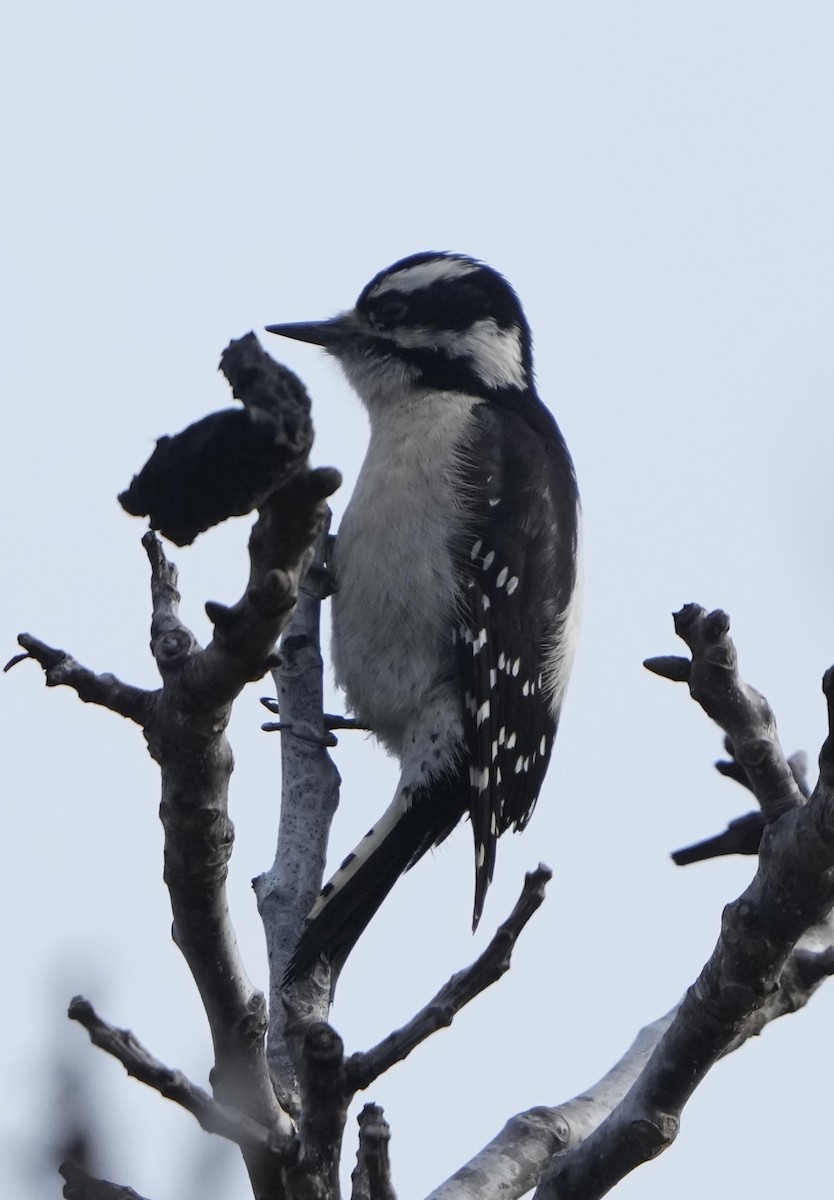 Downy Woodpecker - ML614452890