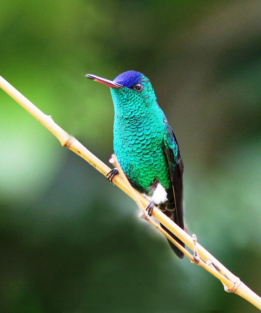 Indigo-capped Hummingbird - Bill Maynard
