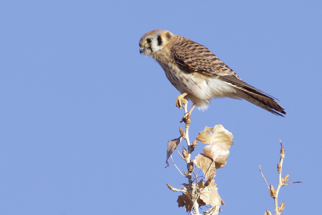 American Kestrel - ML614452936