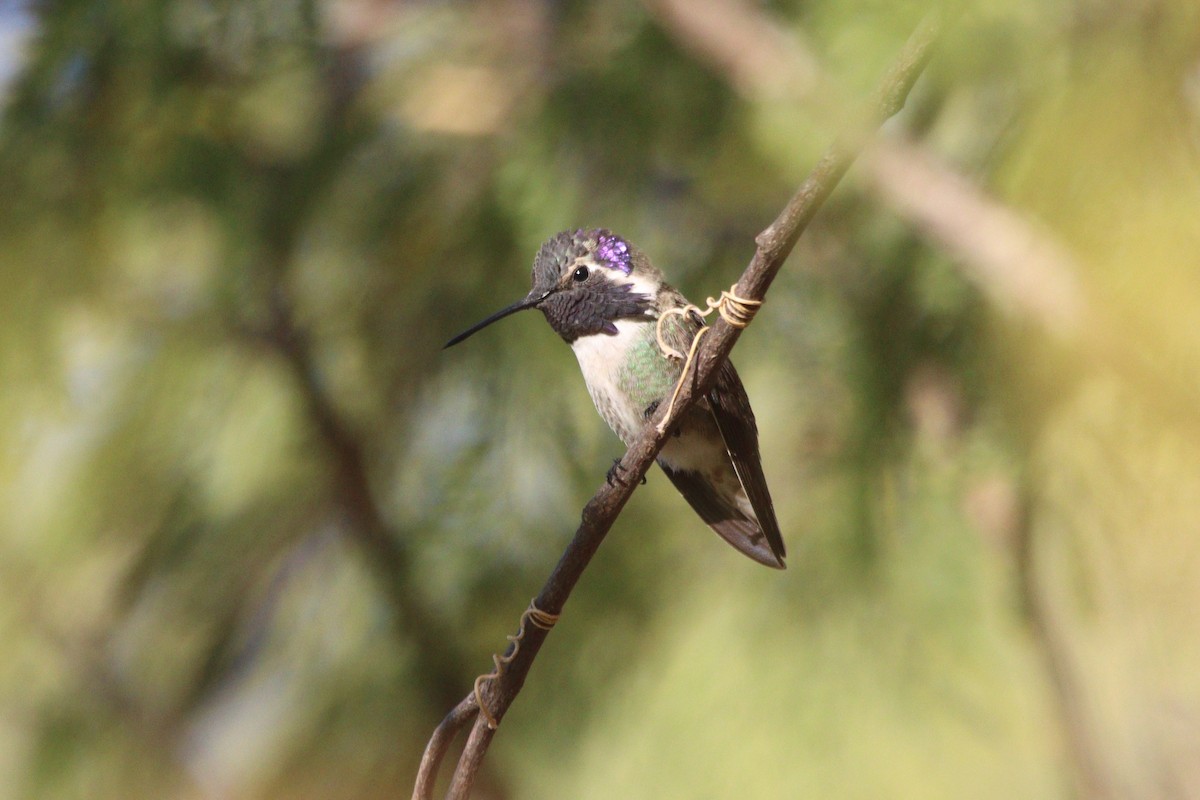 Costa's Hummingbird - ML614452953