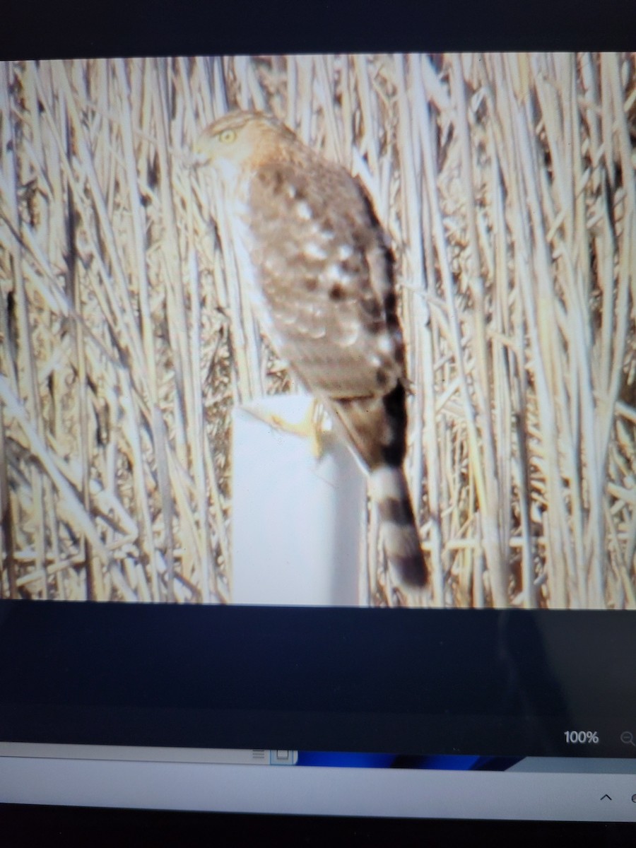 Cooper's Hawk - ML614452969