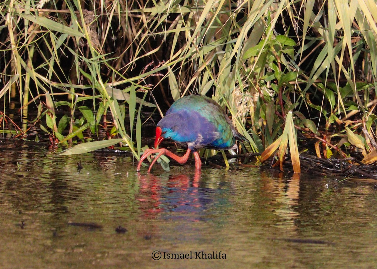 African Swamphen - ML614453013