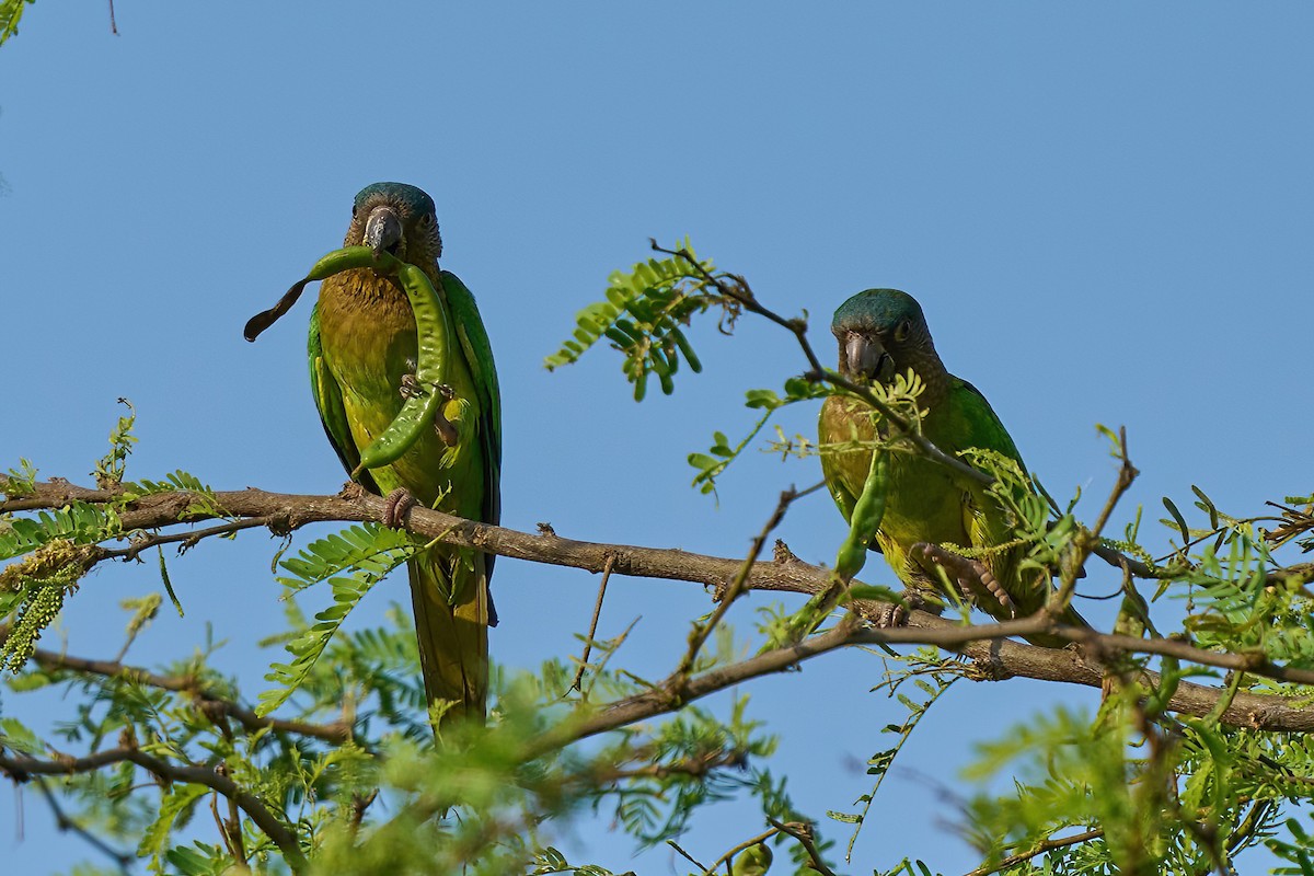 Aratinga Pertinaz (grupo pertinax) - ML614453014