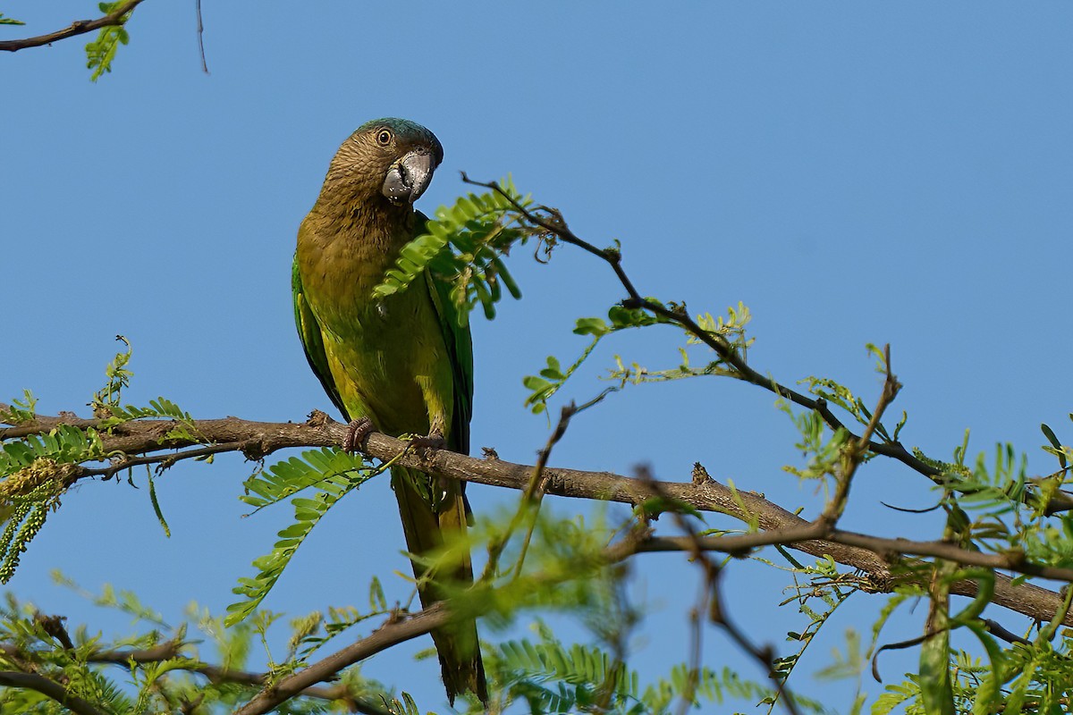 Brown-throated Parakeet (Brown-throated) - ML614453016