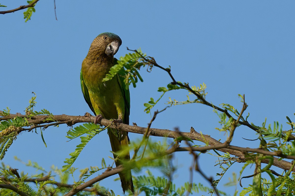 aratinga hnědohrdlý [skupina pertinax] - ML614453016