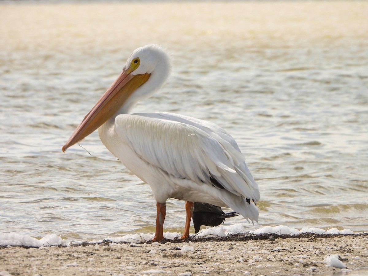 American White Pelican - Jean Needham