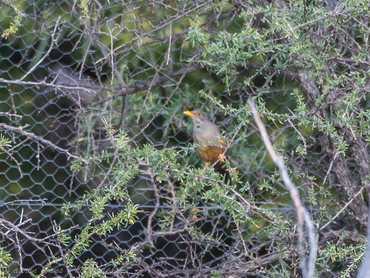 Karoo Thrush - ML61445311