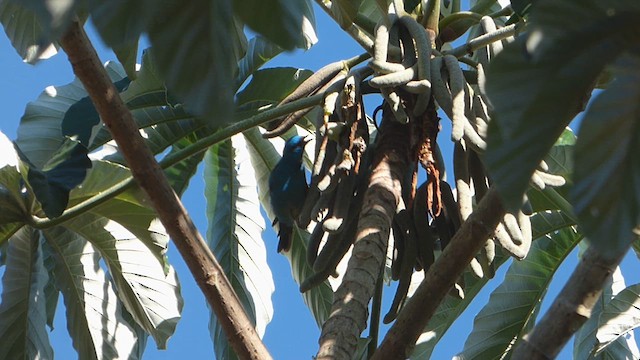 Dacnis bleu - ML614453157