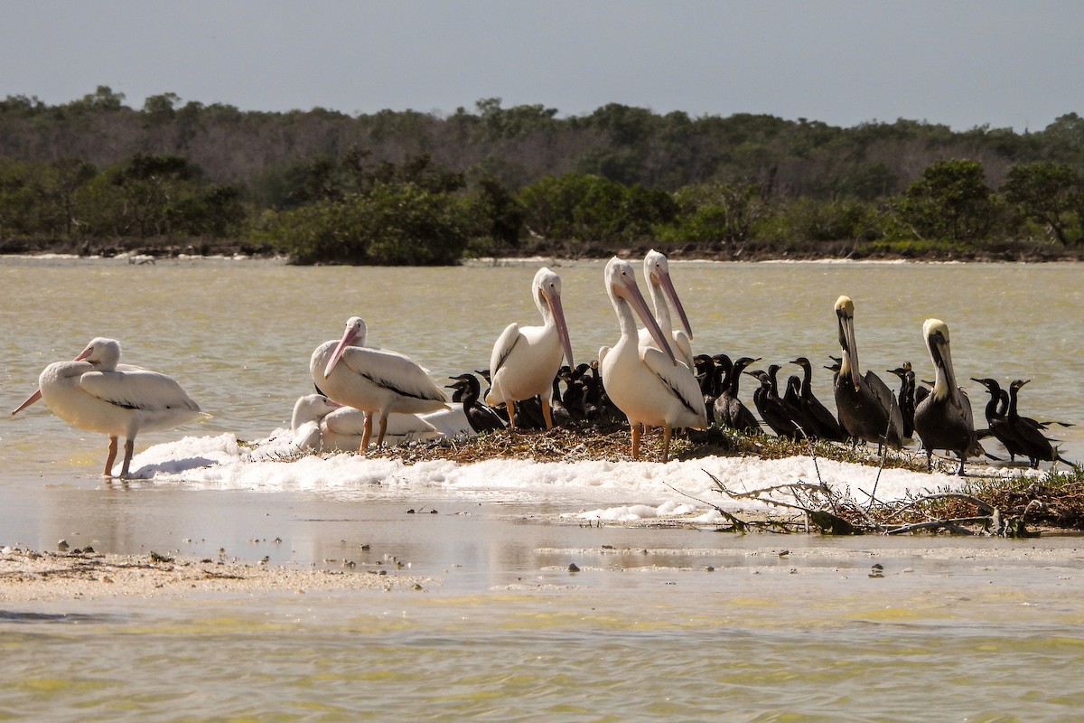 Brown Pelican - ML614453172