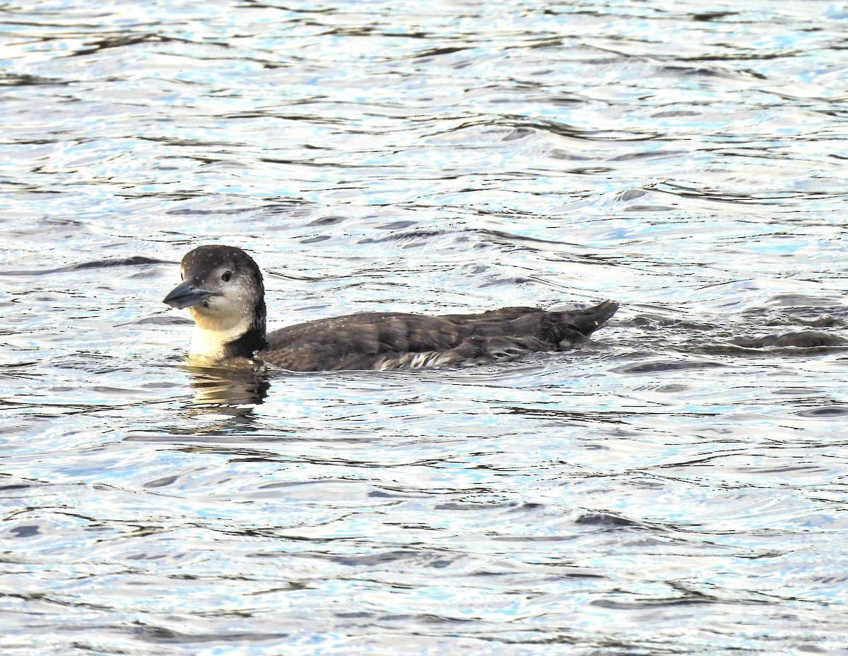 Plongeon huard - ML614453173