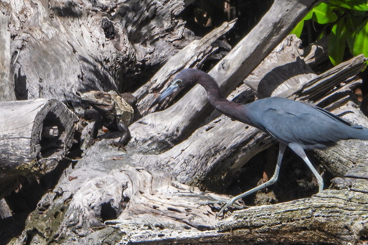 Little Blue Heron - ML614453217