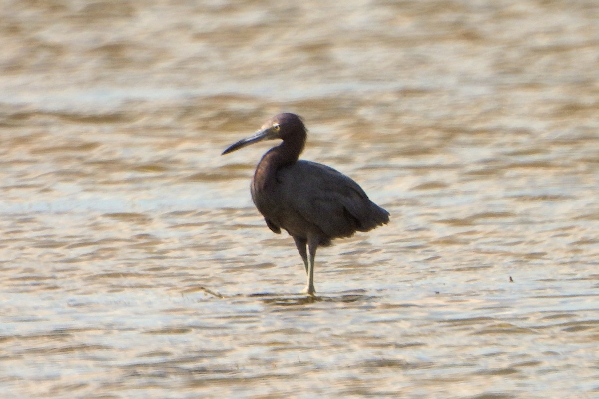 Little Blue Heron - Jean Needham