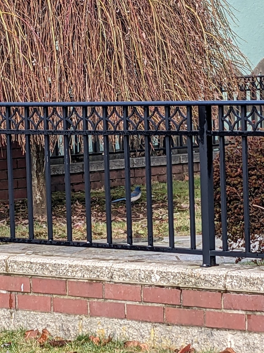 krattskrike - ML614453280