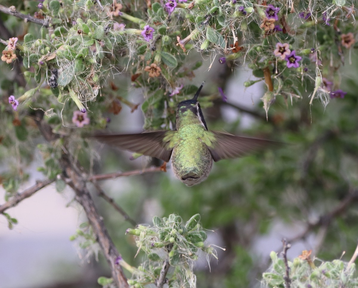 Costa's Hummingbird - ML614453310