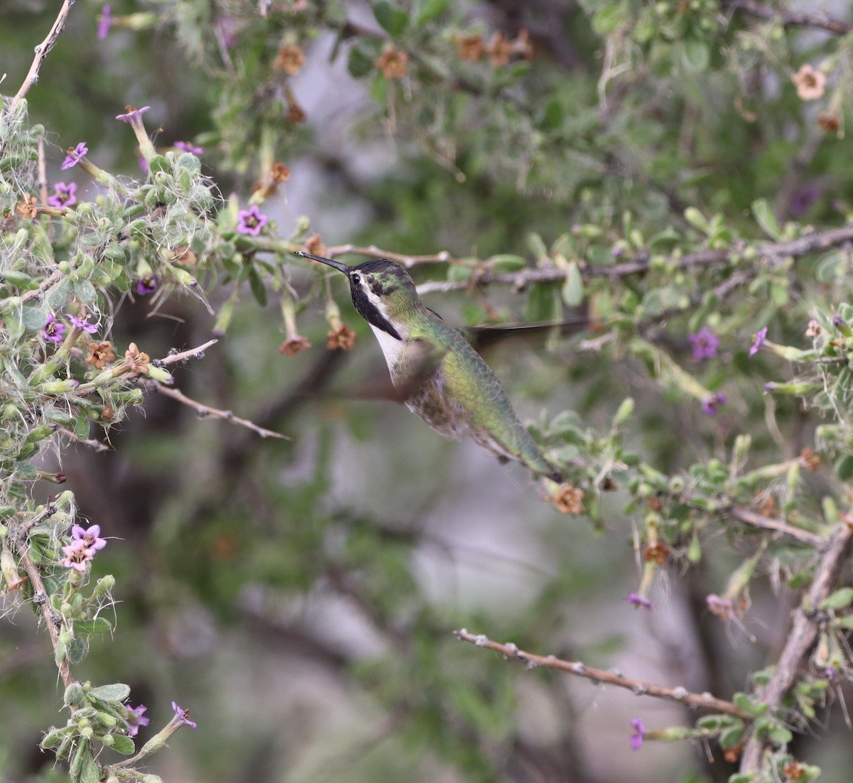 Costa's Hummingbird - ML614453311