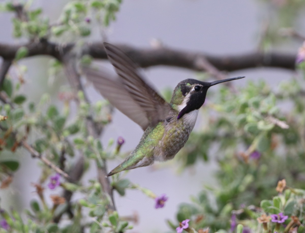 Costa's Hummingbird - ML614453312