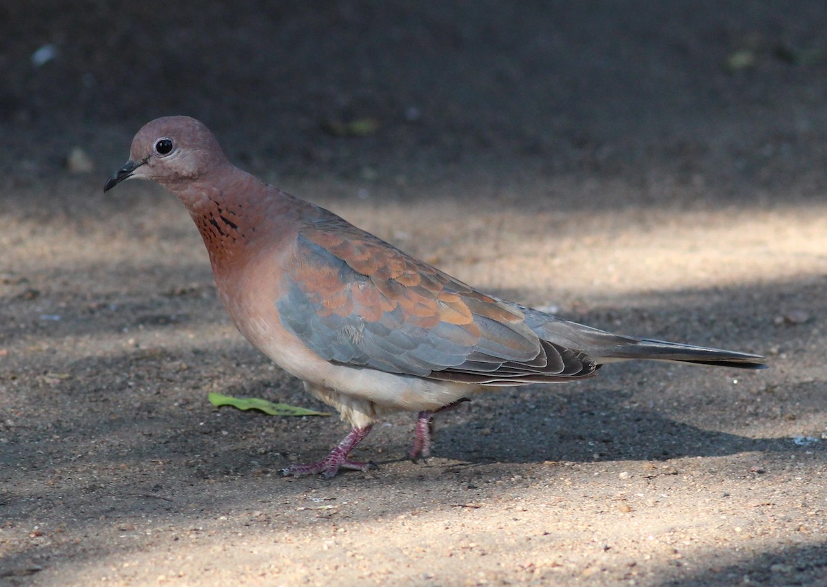 Laughing Dove - ML614453333