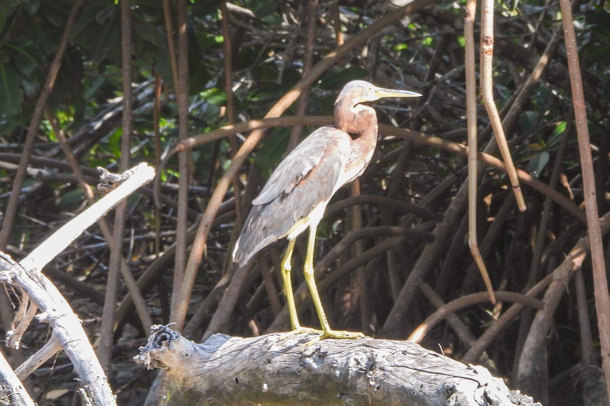 Tricolored Heron - ML614453339