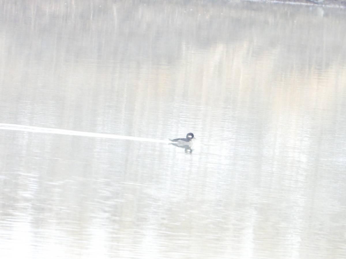 Bufflehead - ML614453350