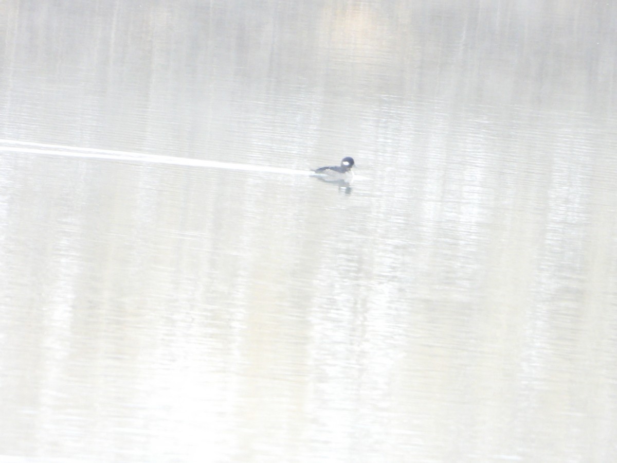 Bufflehead - ML614453351