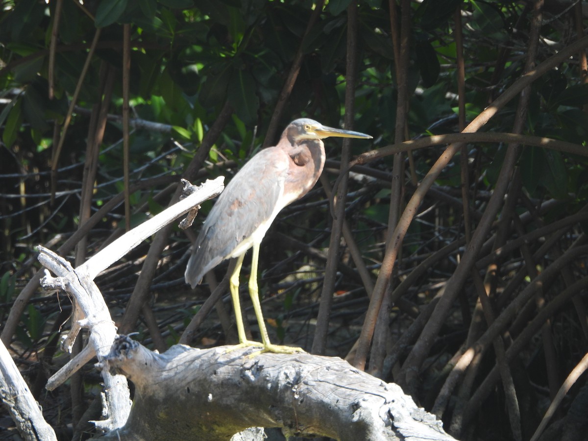 Tricolored Heron - Jean Needham