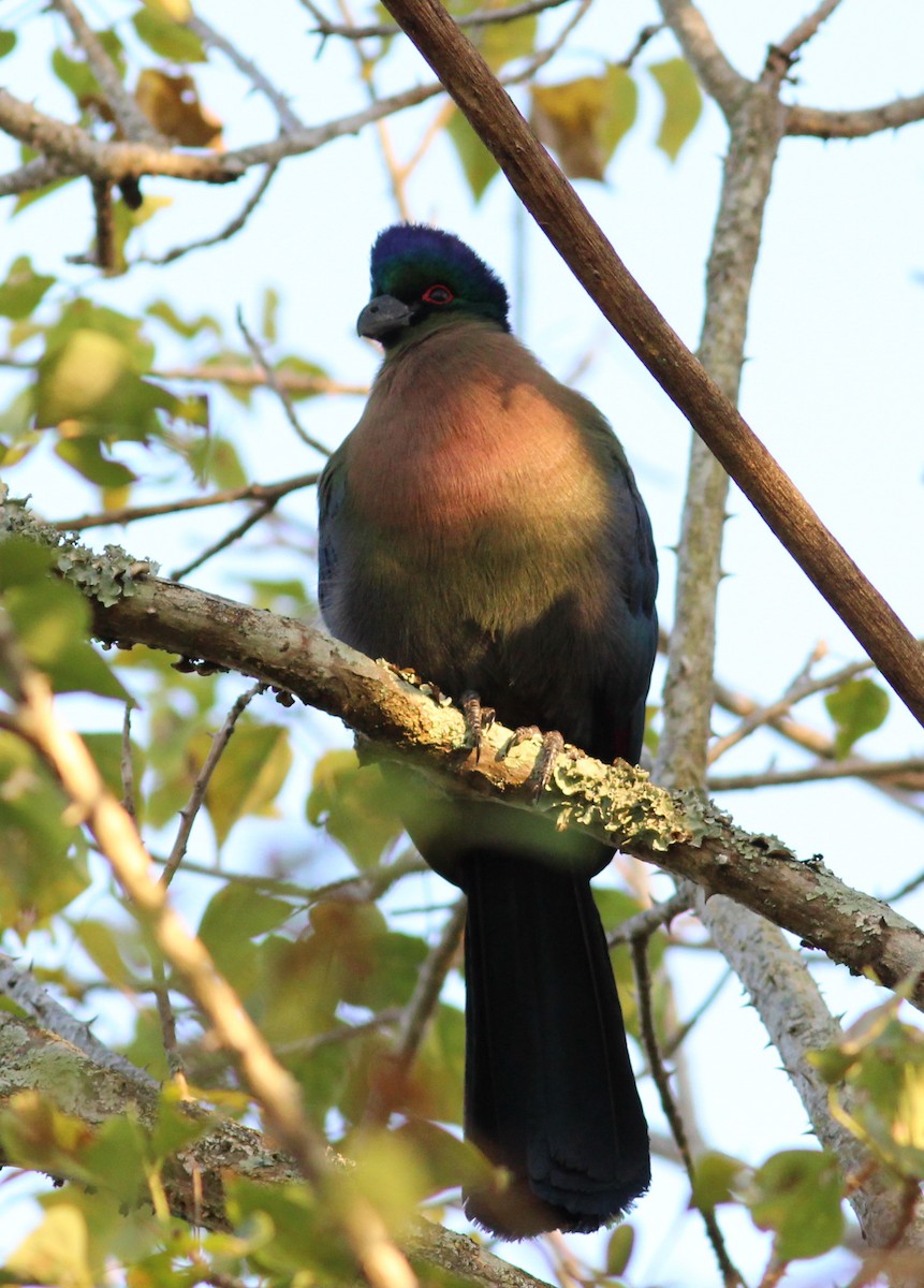 Purple-crested Turaco - ML614453358