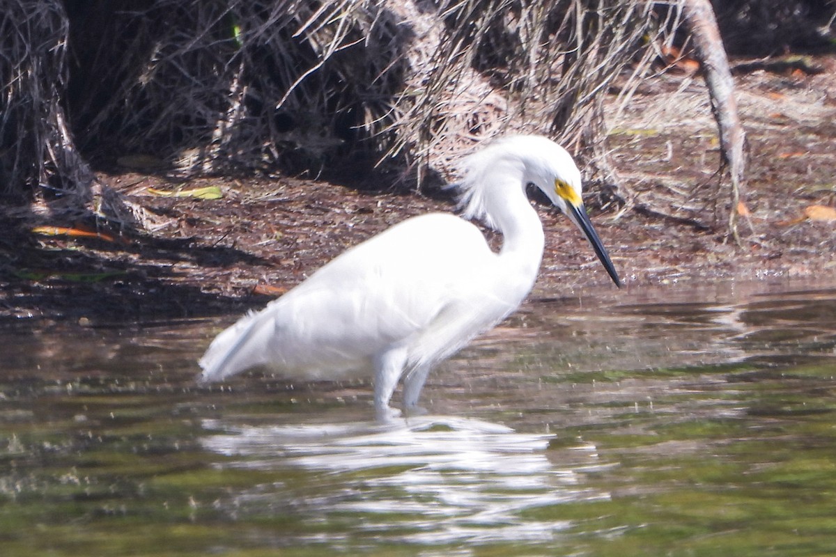 Snowy Egret - ML614453374