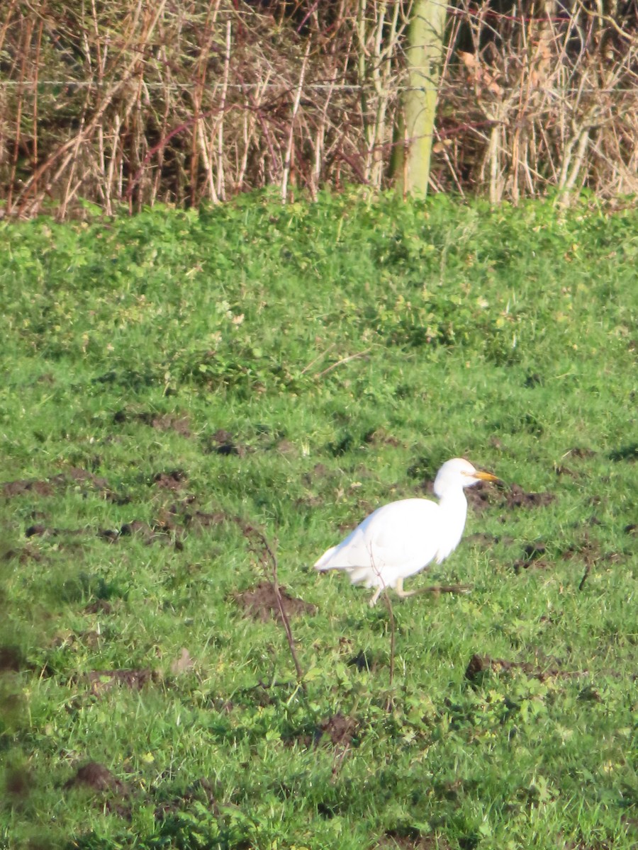 Western Cattle Egret - ML614453412