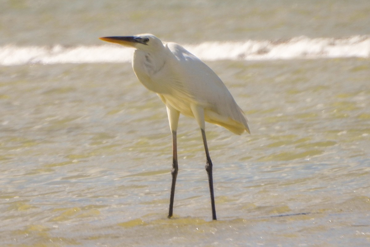 Great Egret - ML614453437