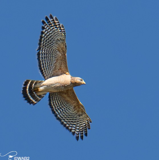 Red-shouldered Hawk - ML614453441