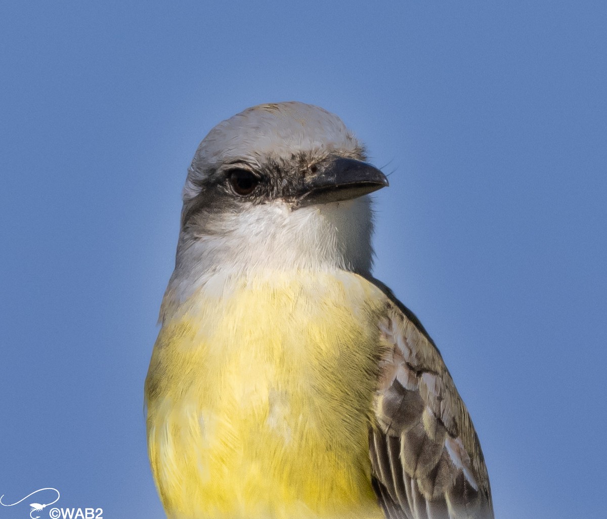 Tropical Kingbird - ML614453475