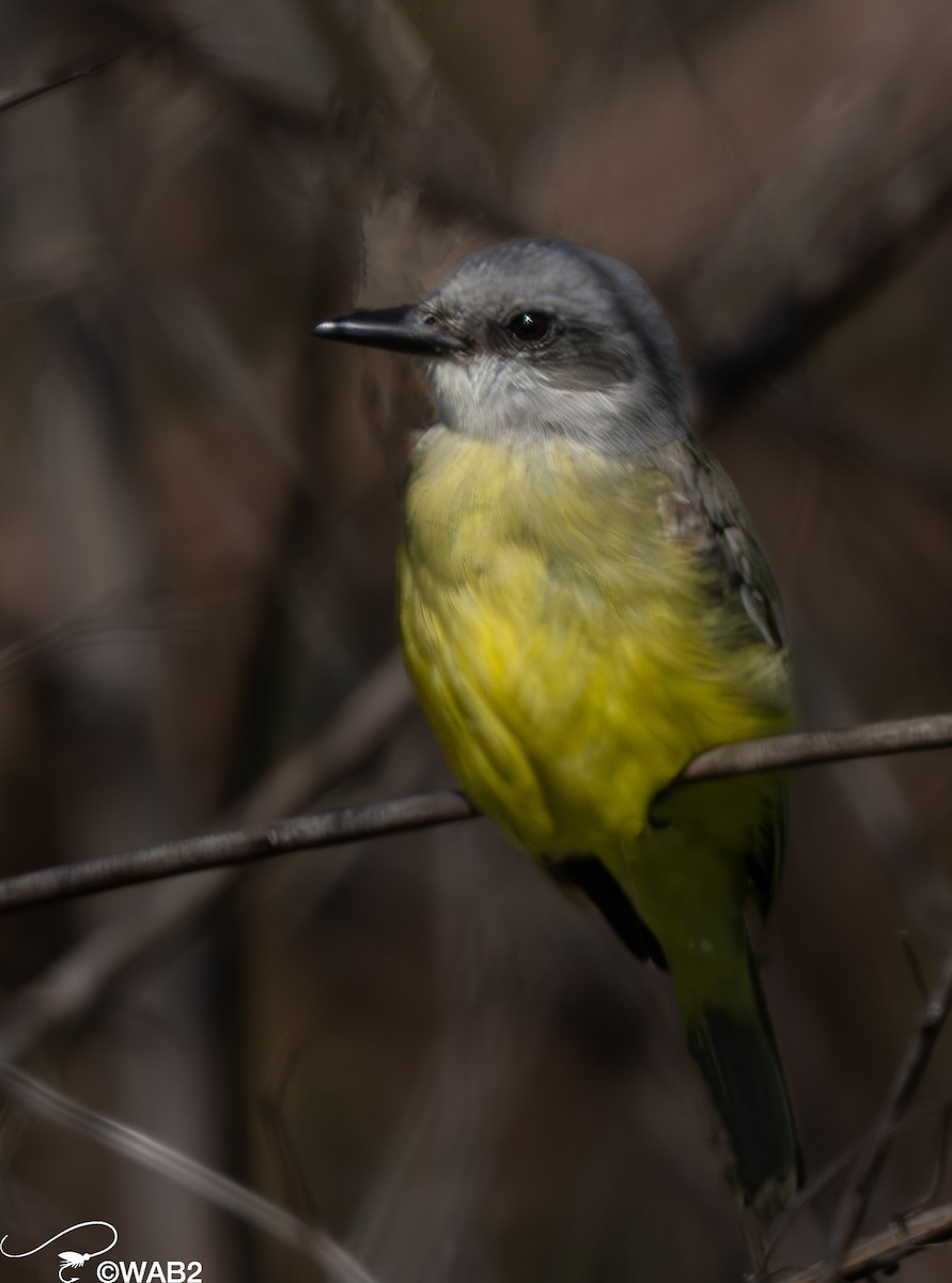 Tropical Kingbird - William Blodgett Jr.