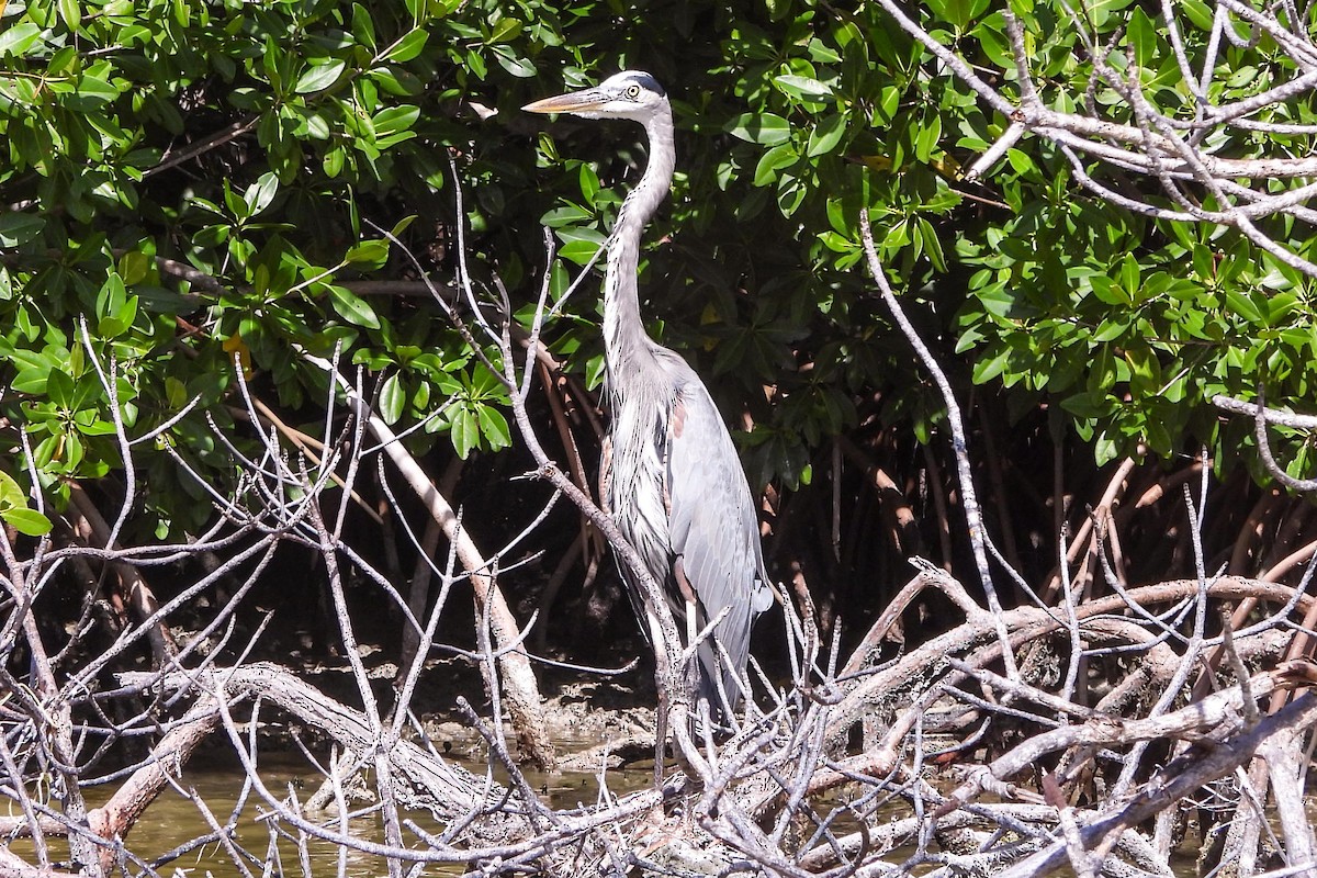 Great Blue Heron - ML614453509