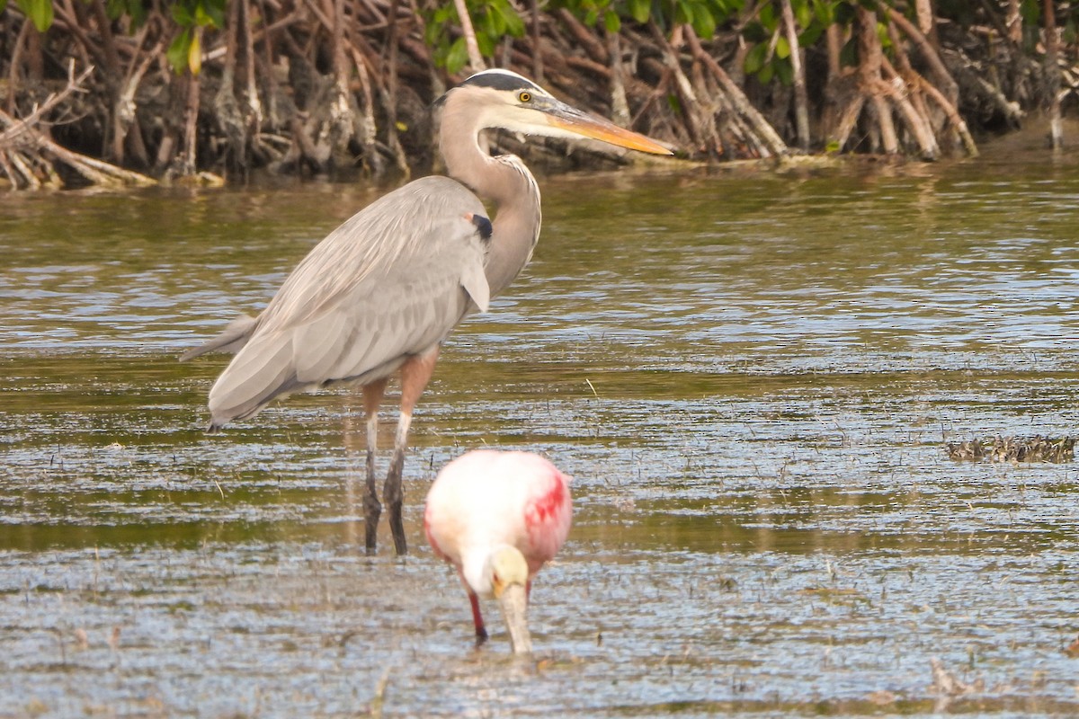 Great Blue Heron - Jean Needham