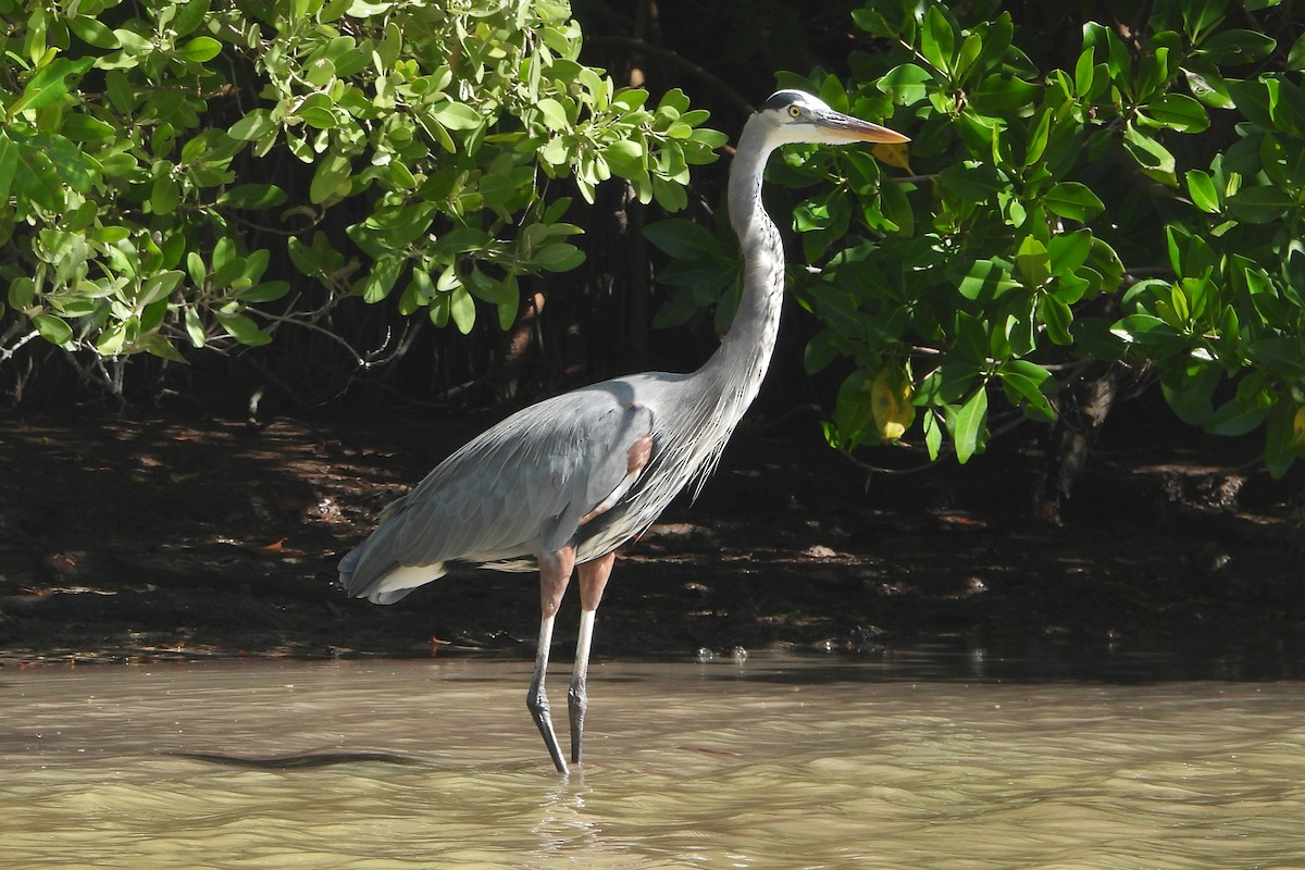 Garza Azulada - ML614453511