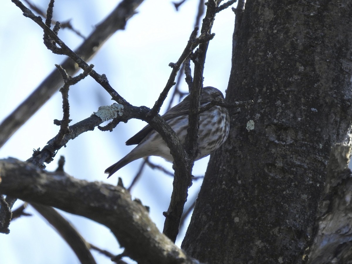 Purple Finch - ML614453541