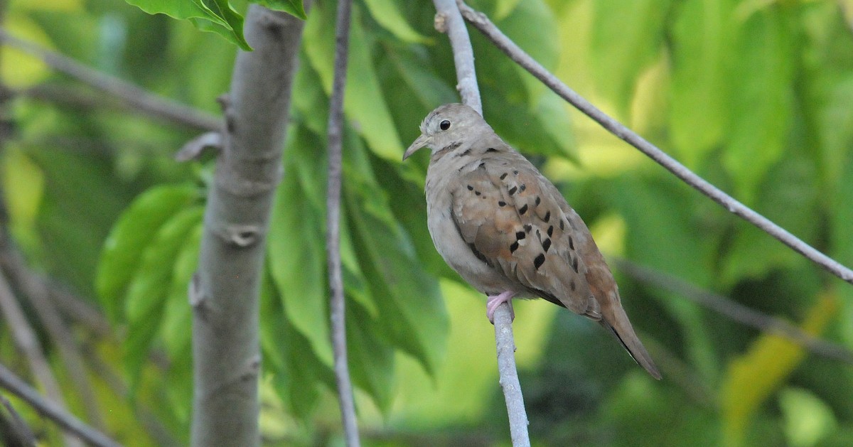 Ruddy Ground Dove - ML614453543