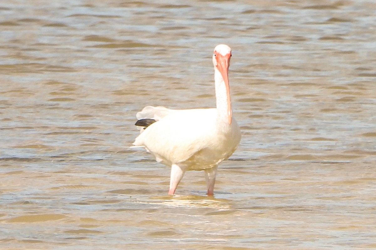 White Ibis - ML614453551