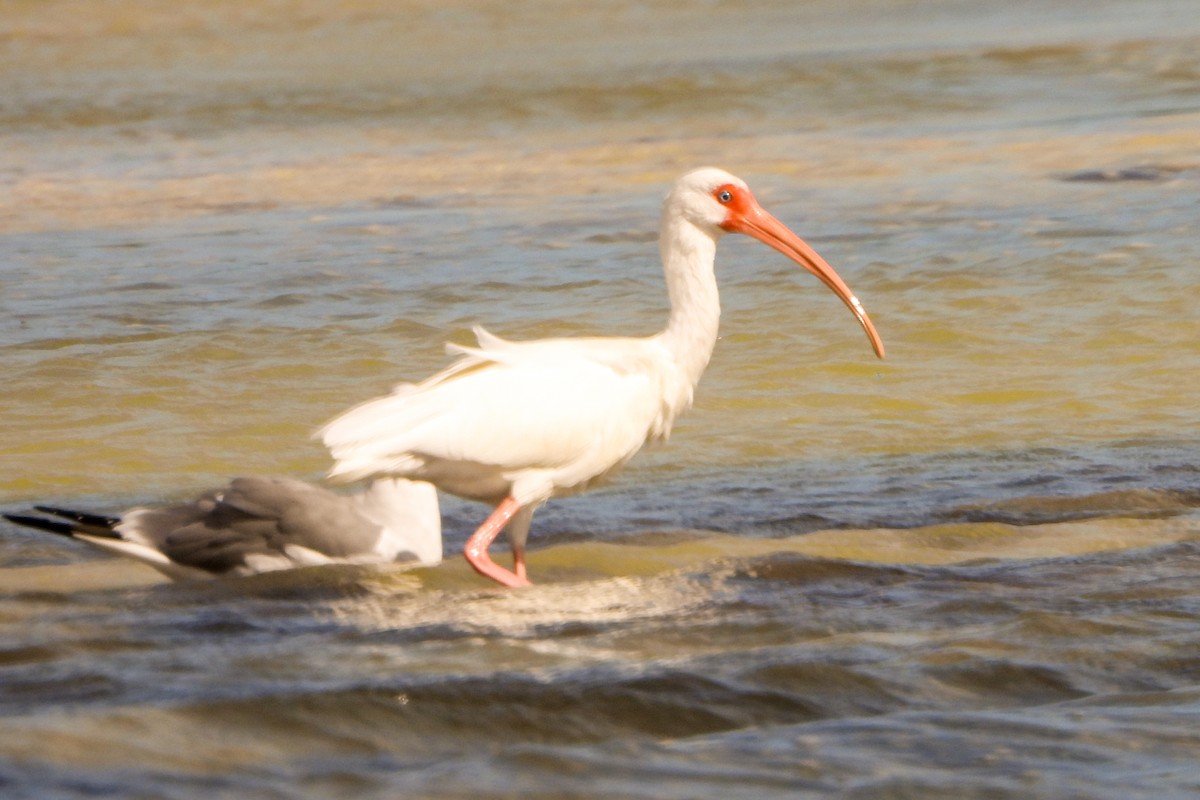 ibis bílý - ML614453552
