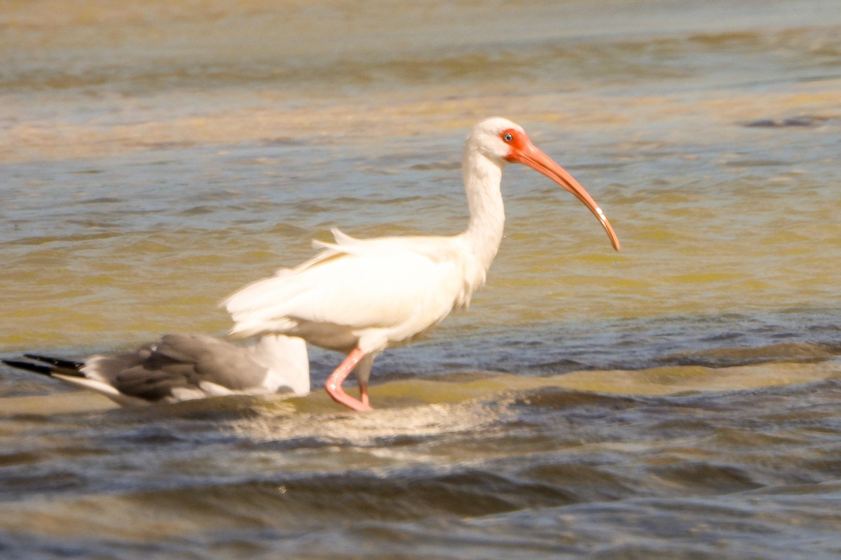 White Ibis - ML614453552