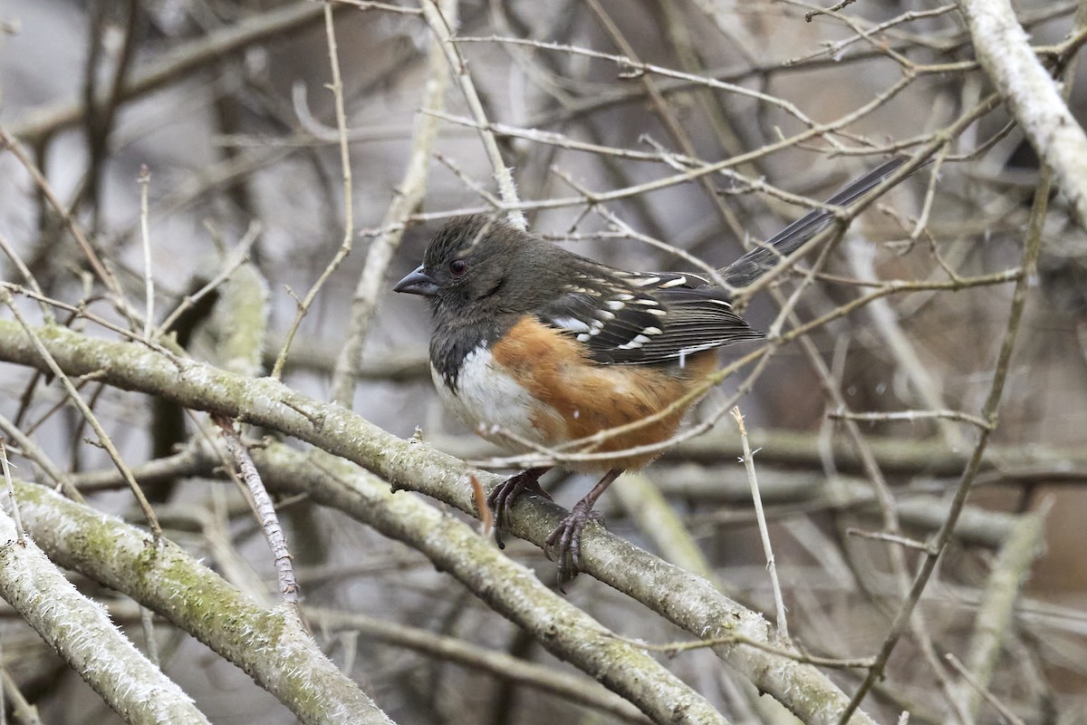 Spotted Towhee - ML614453561
