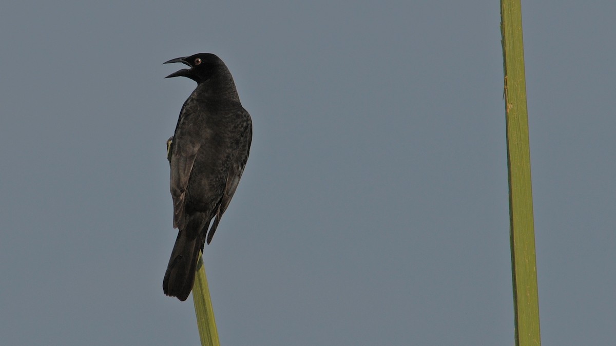 Giant Cowbird - ML614453577