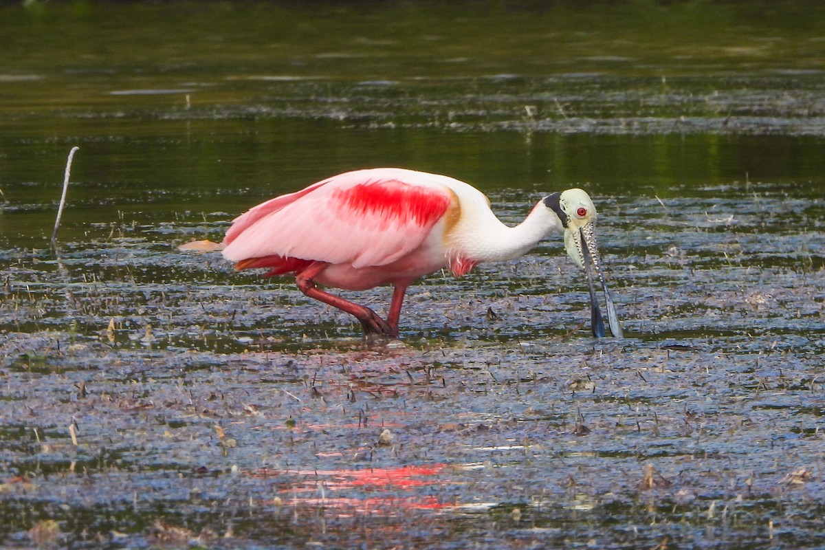 Roseate Spoonbill - Jean Needham