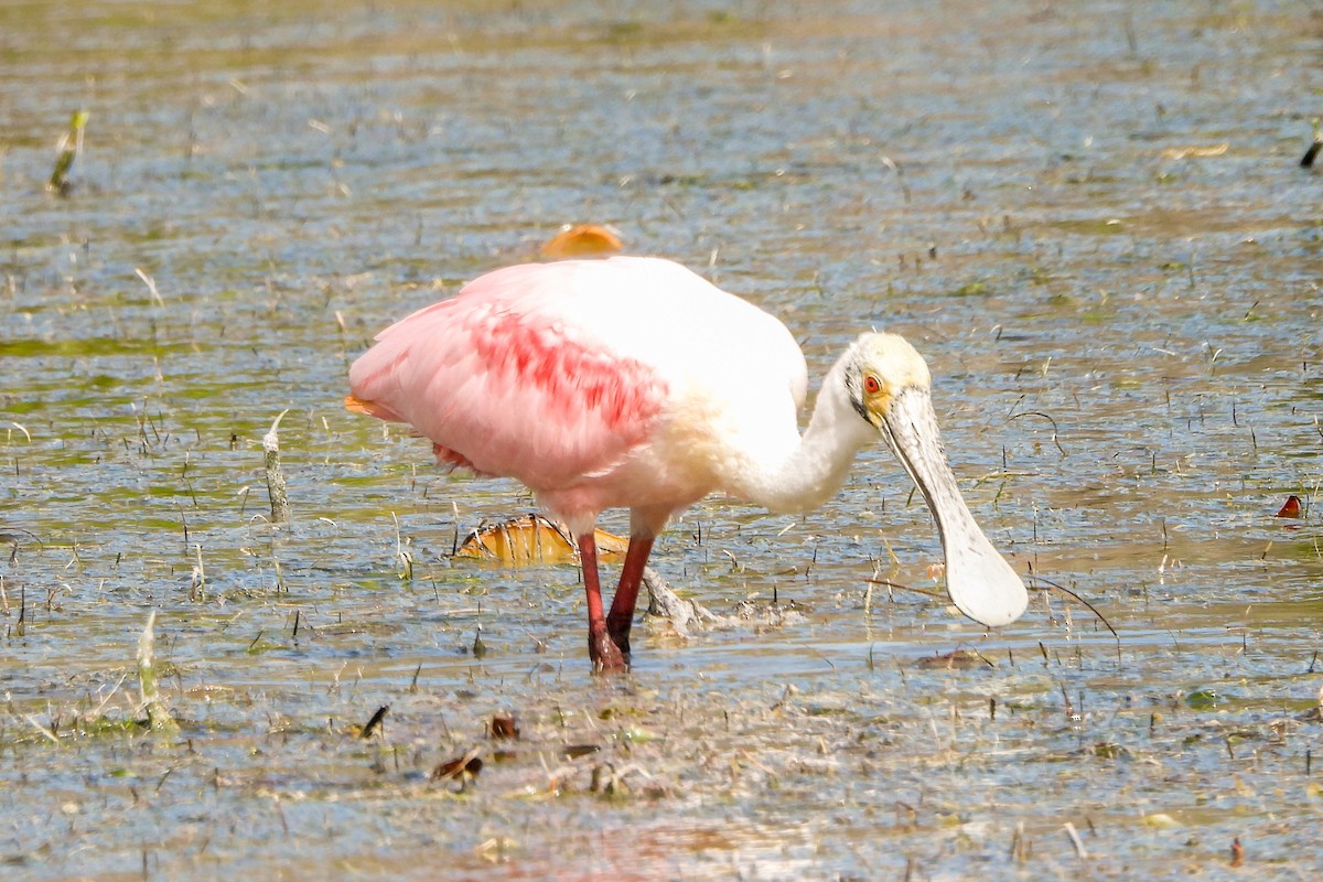 Roseate Spoonbill - ML614453586