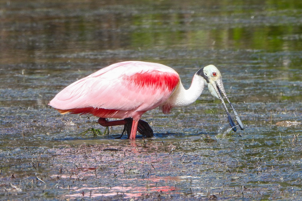 Roseate Spoonbill - ML614453587