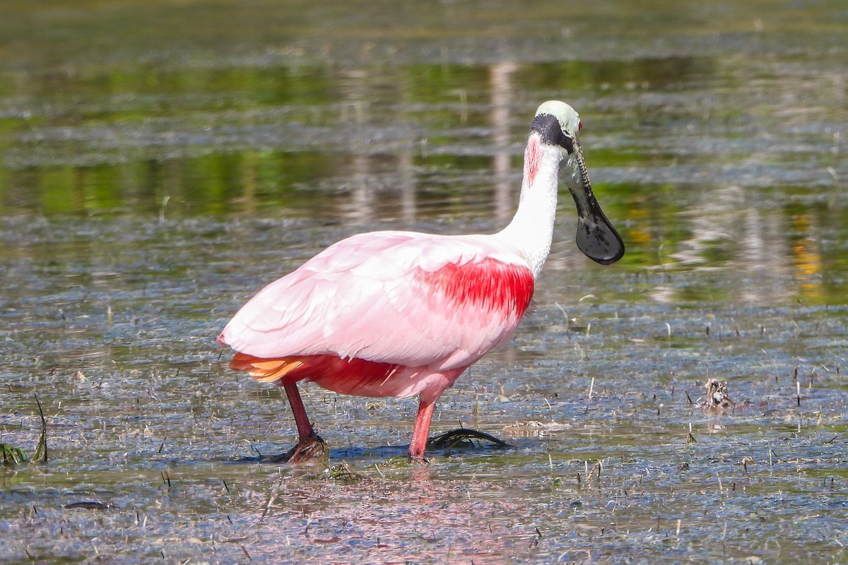 Roseate Spoonbill - ML614453588