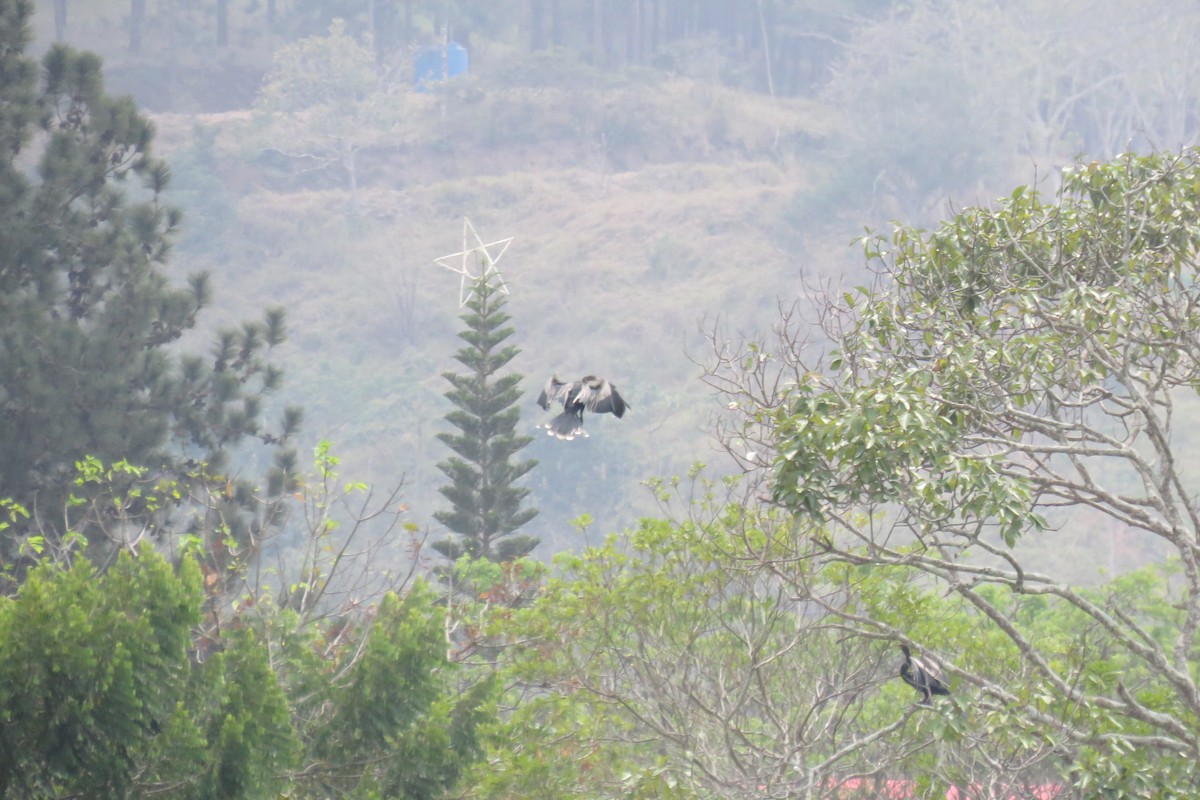 Anhinga - Scarlet  Cordero Seijas