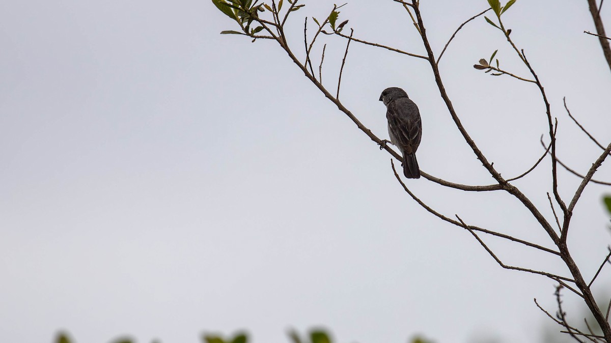 Plumbeous Seedeater - ML614453597